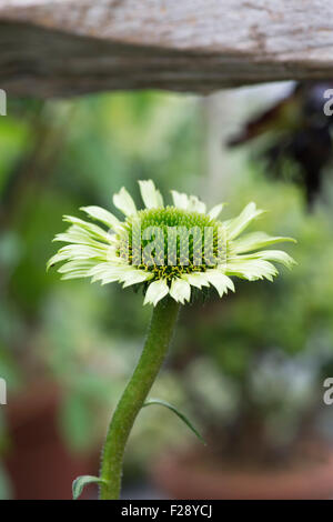 Echinacea purpurea 'gioiello verde". Coneflower Foto Stock