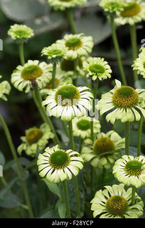 Echinacea purpurea 'gioiello verde". Coneflower Foto Stock