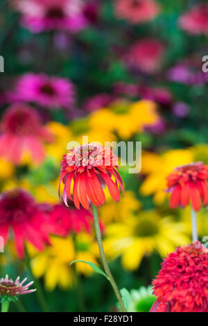 Echinacea 'caldo papaia' Fiore. Coneflower Foto Stock