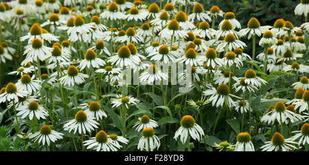 Echinacea purpurea 'White Swan". Coneflowers in un giardino confine. Regno Unito Foto Stock