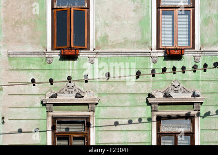 I piccioni sui fili, casa di windows sullo sfondo Foto Stock