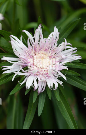 Lilla pallido fiore di forma selezionata di Stoke's aster, Stokesia laevis 'Silver Luna' Foto Stock