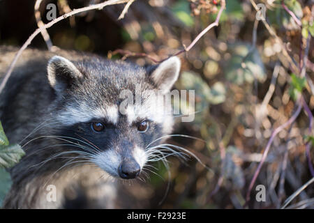 Raccoon (Procione lotor) headshot nella parte anteriore di un albero di Berry. San Bruno Mountain State Park, San Mateo County, California, Stati Uniti d'America. Foto Stock