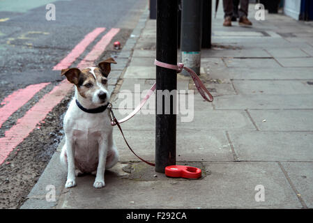 Un Parson Jack Russell Terrier collegato a un post e in attesa del suo proprietario. Foto Stock