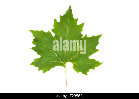 In prossimità di un piano verde foglia d'albero (platanus acerifolia, Platanus hispanica), isolati su sfondo bianco Foto Stock