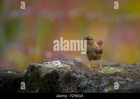 Un avviso wren (troglodytes troglodytes) in piedi su una pietra Yorkshire parete con un bellissimo prato fiorito dietro, REGNO UNITO Foto Stock