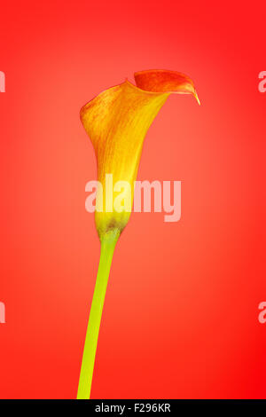 Arancione calla lily zantedeschia fiore, su sfondo rosso Foto Stock