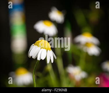 Il mais; Camomilla fiori selvatici nella luce del sole, REGNO UNITO Foto Stock