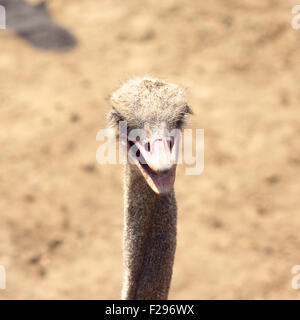 Neri africani, struzzo Struthio camelus, testa closeup Foto Stock