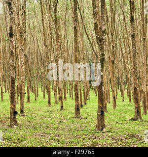 Struttura in gomma foresta in Thailandia, Asia Foto Stock