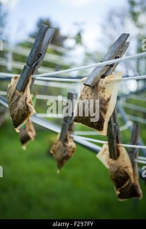 Appendere teabags utilizzato sulla linea di lavaggio Foto Stock