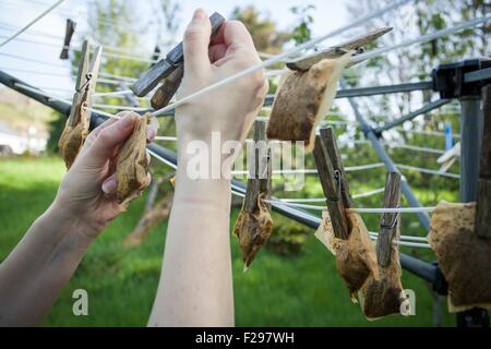 Appendere teabags utilizzato sulla linea di lavaggio Foto Stock