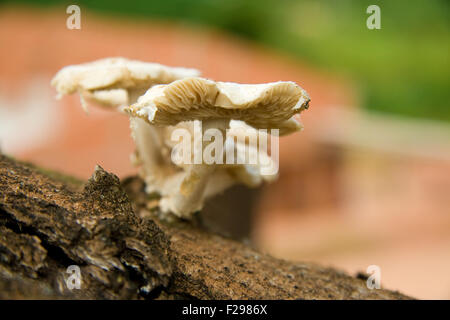 I funghi selvatici che crescono su lato di un albero di mango, Sao Paulo, Brasile Foto Stock