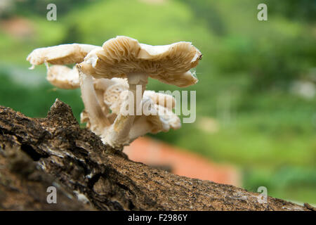 I funghi selvatici che crescono su di una fiancata di un vecchio albero di mango. Foto Stock