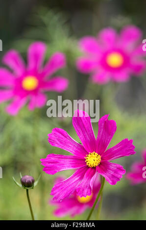Fiori dell'universo Foto Stock