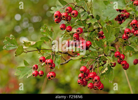 Mature biancospino in autunno. Close up Foto Stock