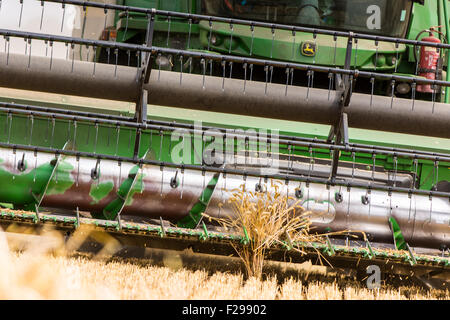 Macchina mietitrebbiatrice vicino a lavorare per la raccolta ultimo brandello di grano che mostra l'aspo e la barra falciante e la coclea Foto Stock