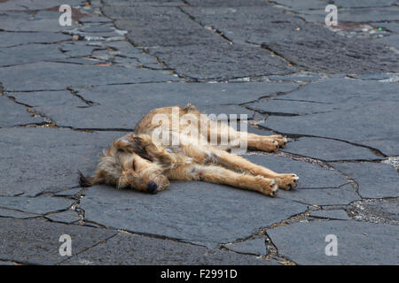 Sleeping golden cane sul lastrico, Monte, Funchal, Madeira, Portogallo Foto Stock