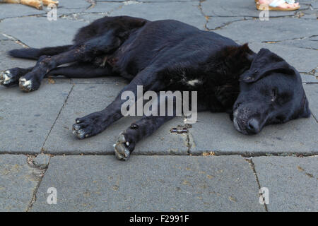 Sleeping cane nero sul lastrico, Monte, Funchal, Madeira, Portogallo Foto Stock