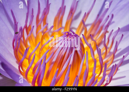 Viola acqua giglio close up Foto Stock