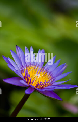 Viola acqua giglio close up Foto Stock