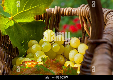 Vendemmia le uve paniere concetto con mature da sole uve bianche e il vigneto di foglie in francese tradizionale raccoglitrice di uva del cesto in vimini Foto Stock