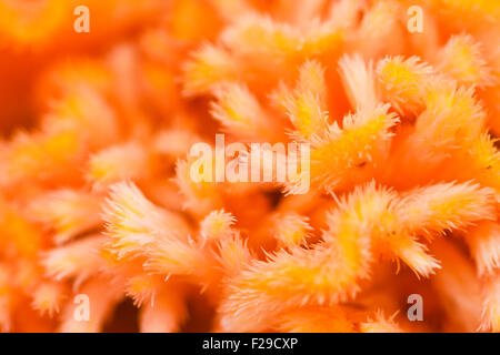 Cresta di gallo fiori Foto Stock