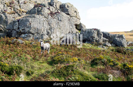 Pony selvatici sulle montagne Preseli Pembrokeshire West Wales Foto Stock