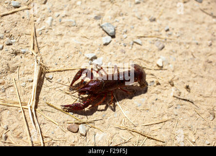 Gamberi di fiume in terra asciutta Foto Stock