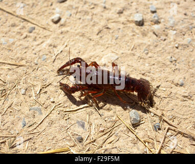 Gamberi di fiume in terra asciutta Foto Stock