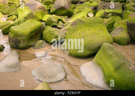 Foto di Moss su roccia in spagnolo spiaggia Foto Stock