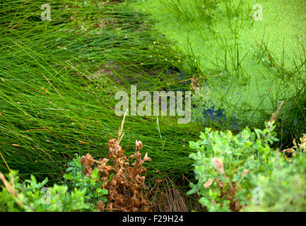 Muck galleggiante sulla sommità di un laghetto Foto Stock