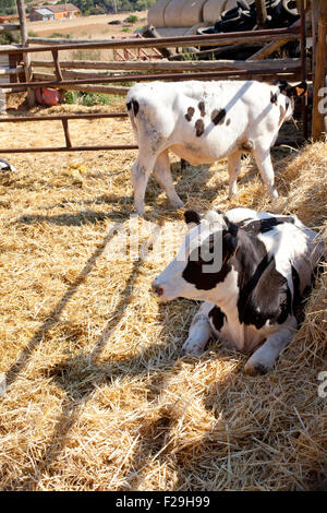 Le vacche nel recinto in una fattoria Foto Stock