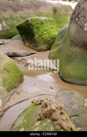 Foto di Moss su roccia in spagnolo spiaggia Foto Stock