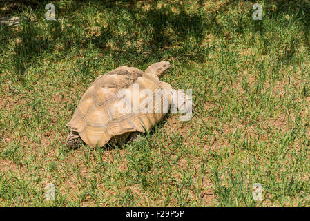 African spronato tartaruga, Geochelone sulcata Foto Stock