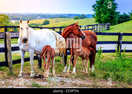 Due manes nutrire i loro piccoli in una fattoria in Central Kentucky Foto Stock