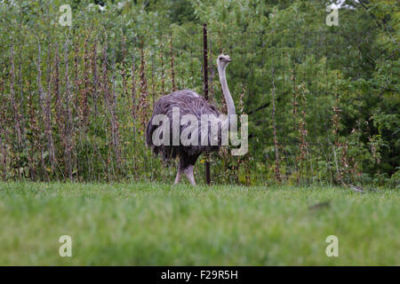 Lo struzzo è il più grande e tra i più originali e più alto e più pesante della specie di uccelli viventi sulla terra. Foto Stock