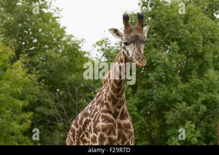 Masai giraffe testa del collo Foto Stock