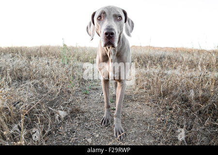 Weimaraner cane di fronte alla fotocamera in piedi sul percorso di secco sterile campo erboso osservando Foto Stock