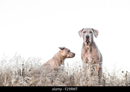 Weimaraner e Pitbull in piedi tra alte erba secca in campo, uno rivolto in modo errato, lo spazio negativo per la copia Foto Stock