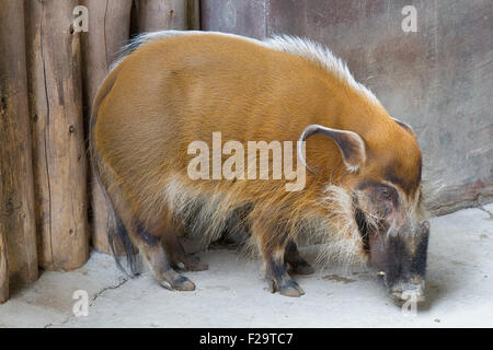 Red River hog "bush suino" Foto Stock