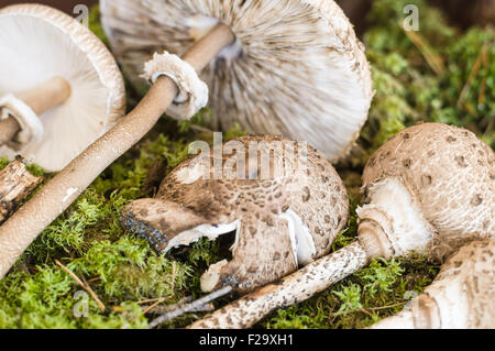 Ombrellone di funghi (Macrolepiota procera) giacente sul muschio Foto Stock