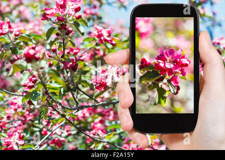 Concetto di giardino - contadino fotografie foto di fiori di colore rosa a fioritura melo in background sullo smartphone Foto Stock