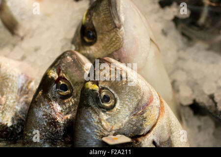 Mare Fresco bass sotto ghiaccio Foto Stock