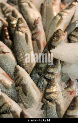 Mare Fresco bass sotto ghiaccio Foto Stock