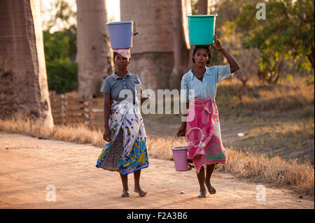 Due donne che portano una benna sulla loro testa in Baobaballee, Morondava, Madagascar Foto Stock