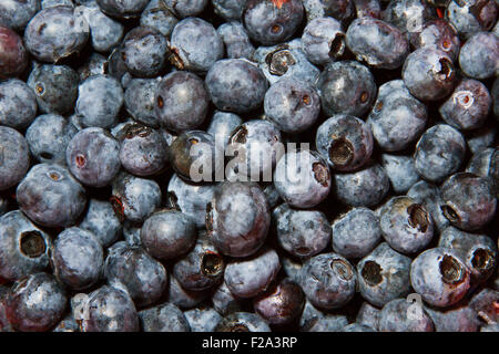 Northern highbush mirtillo (Vaccinium corymbosum) Foto Stock