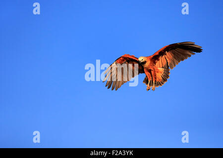 Black Hawk a collare (Busarellus nigricollis), Adulto, volare, Pantanal, Mato Grosso, Brasile Foto Stock