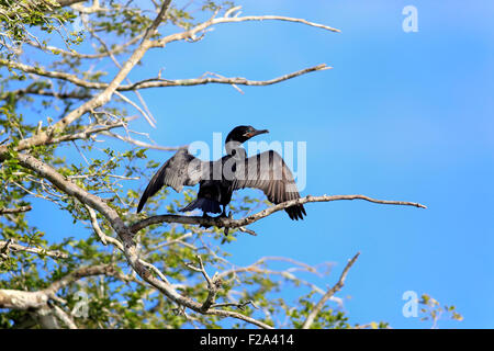 Neotropic cormorano (Phalacrocorax brasilianus), Adulto, ali stese ad asciugare su un albero, Pantanal, Mato Grosso, Brasile Foto Stock