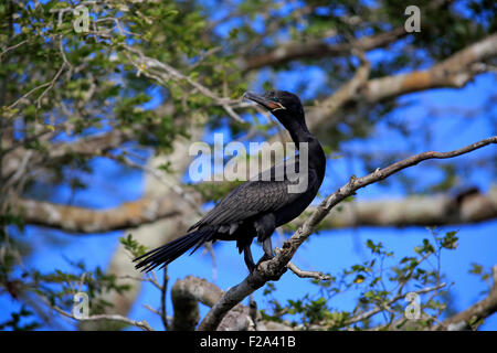 Neotropic cormorano (Phalacrocorax brasilianus), Adulto su albero, Pantanal, Mato Grosso, Brasile Foto Stock